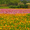 樹林波斯菊花海