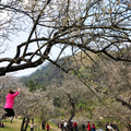 信義鄉梅園