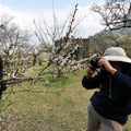 信義鄉梅園