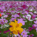 樹林波斯菊花海