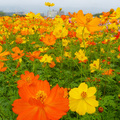 樹林波斯菊花海