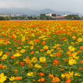 樹林波斯菊花海