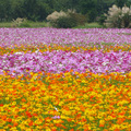 樹林波斯菊花海