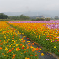 樹林波斯菊花海