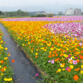 樹林波斯菊花海