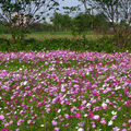 樹林波斯菊花海