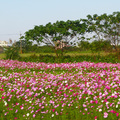 樹林波斯菊花海