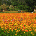 樹林波斯菊花海