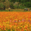 樹林波斯菊花海