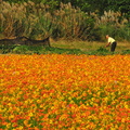 樹林波斯菊花海