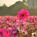 樹林波斯菊花海