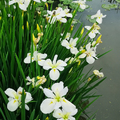 優雅的鳶尾花開在春季裡，蝶形的花瓣如蝴蝶飛舞!花語：愛意、吉祥、純真。──新北市頭前運動公園生態池