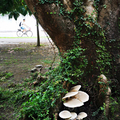 雨後鮮菇----台大校園