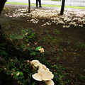 雨後鮮菇----台大校園