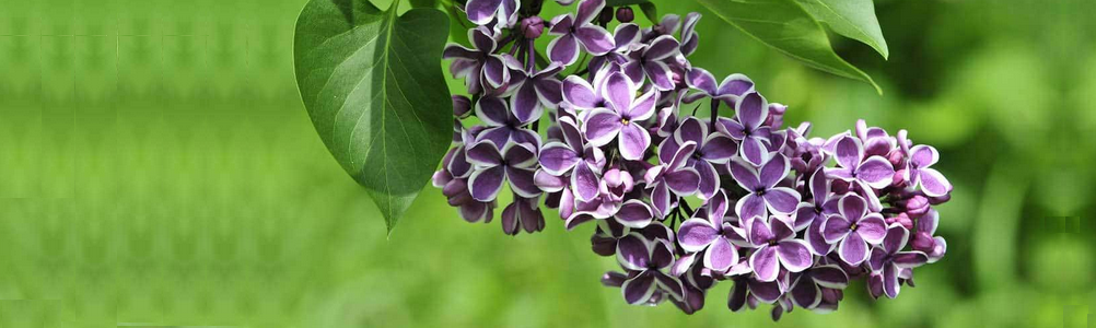 紫丁香 Lilacs 虎婆 小肉球 的部落格 Udn相簿