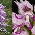 義大利紅門蘭，學名Orchis italica，英名 naked man orchid 或 Italian orchid，原生於地中海區，原產於地中海地區。