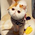 雙親波斯與美國短毛, exotic shorthair Persian 2012年在大陸微博爆紅, 住成都, 當時兩歲, 中文名叫紅小胖, 洋名叫 Snoopy.