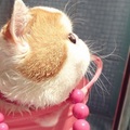 雙親波斯與美國短毛, exotic shorthair Persian 2012年在大陸微博爆紅, 住成都, 當時兩歲, 中文名叫紅小胖, 洋名叫 Snoopy.