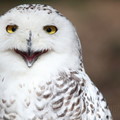 雪鴞(snowy owl)