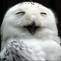 雪鴞(snowy owl)