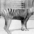 thylacine or the Tasmanian tiger