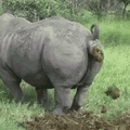 rhino pooping