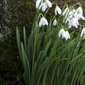 雪花蓮又名雪滴花、雪鈴花、鈴蘭水仙，日人稱待雪草。Galanthus nivalis，天門冬目石蒜科雪花蓮屬雪花蓮種。白色花瓣六片，內外兩層各三片花瓣，外層的花瓣比內層的花瓣較長較凸起。