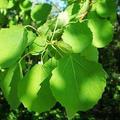 歐洲山楊俗叫「顫抖樹」，學名為 Populus tremula，英文名字叫 aspen，科學分類為「植物界被子植物門雙子葉植物綱金虎尾目楊柳科楊屬歐洲山楊種」。