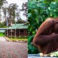 紅毛猩猩(Orangutan)