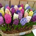 各色的風信子 hyacinth 荷蘭盛產! 天門冬目天門冬科風信子屬（Hyacinthus）