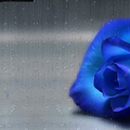 blue rose bud