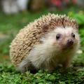 刺蝟(hedgehog)