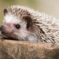 刺蝟(hedgehog)