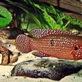 非洲珠寶魚(紅寶石魚)