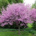 紫荊(Red Bud Tree)