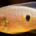 輻鰭魚綱鱸形目隆頭魚亞目慈鯛科 Hemichromis bimaculatus African Jewelfish 原產中非