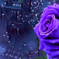 玫瑰 (紫)