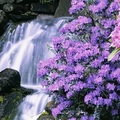 地點: 美國 Oregon州 Portland市的 Crystal Springs Rhododendron Garden. Rhododendron(R大寫)指杜鵑花屬, 包括 azalea (即映山紅), 小型灌木.  rhododendron (rosetree in Greek) 指高山杜鹃