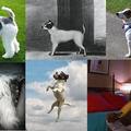 左至右順時鐘: fox terrier; Trump bought by Parson Russell in 1819 from a milkman; a smooth-coated Jack Russell terrier; a rough-coated Jack Russell; small, compact and energetic; Mask 1994 (Milo is a Jack Russell)