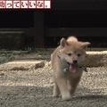日本 "和風總本家" 節目的吉祥物, 叫豆助, 是豆柴 (迷你柴犬)幼犬