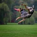 frisbee-catching dog in air
