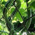Snake Gourd，花白色，瓜皮有灰白條紋，瓜熟會變橙紅色（無法食用），Trichosanthes cucumerina var. anguina