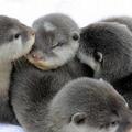 baby otters