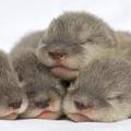 baby otters(水獺/海獺)