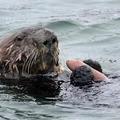 a sea otter is going to eat his fat innkeeper worm