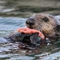 a sea otter eating a fat innkeeper worm