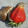 動物奇觀螖牛吞草莓
