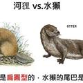 水獺(Otter)是食肉目鼬科水獺亞科  河狸(Beaver)是囓齒目河狸亞目河狸科河狸屬(水壩建築師/活化石/一級保育)