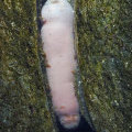 fat innkeeper worm in its tunnel