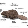 河狸(Beaver)是囓齒目河狸亞目河狸科河狸屬(水壩建築師/活化石/一級保育)